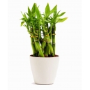 buy plants shop to philippines