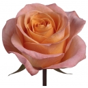 online peach roses to philippines