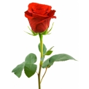 red roses to philippines