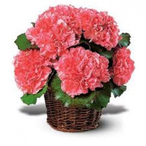 12 Pink Carnations in Basket