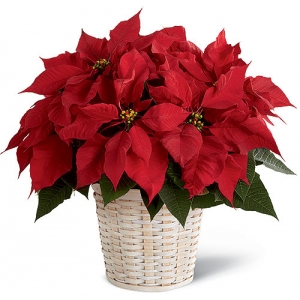 Red Poinsettia Planter Send to Philippines