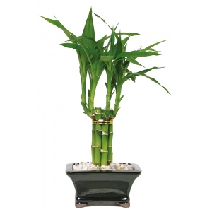 lucky bamboo in pot