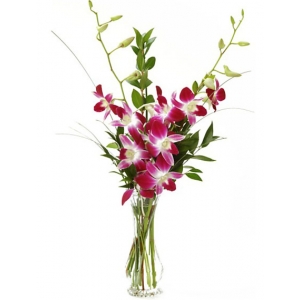 Beautiful Purple Orchids with Free Vase