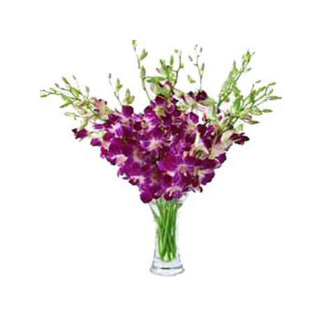 12 Purple Orchids with Free Vase
