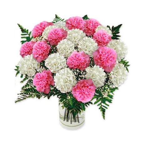24 Pink and White Carnations
