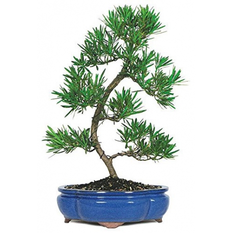 buy dallas bonsai to philippines