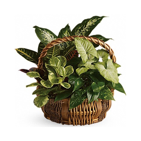 emerald garden basket to philippines