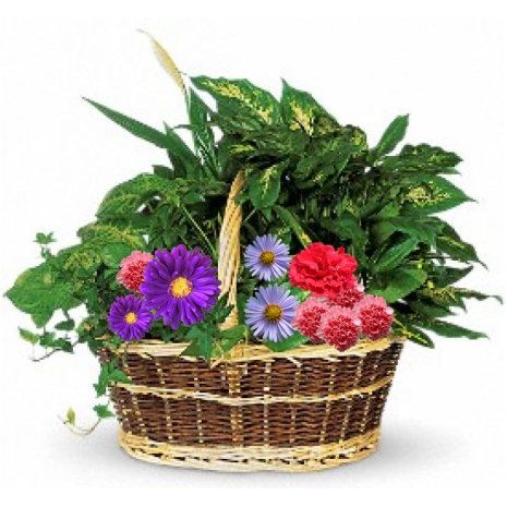 buy warmth easter plants to philippines