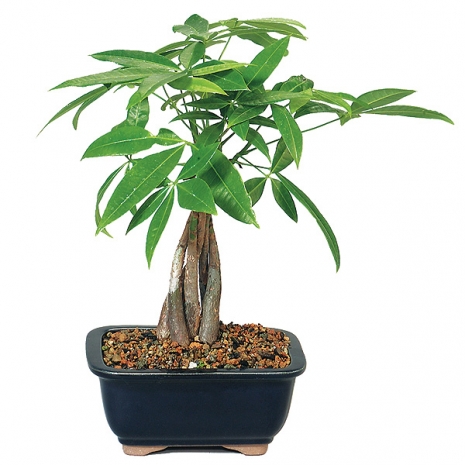 money tree bonsai plant