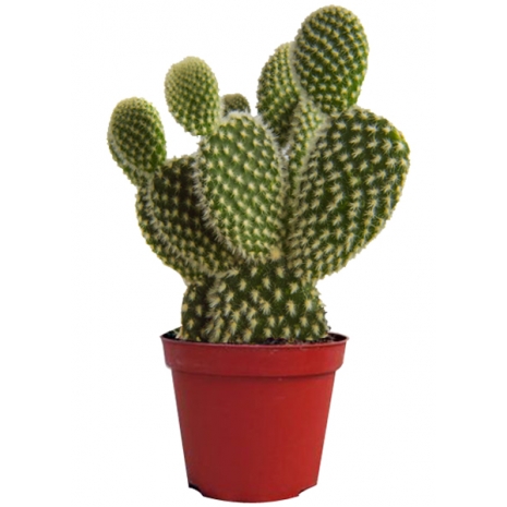 buy cactus plant philippines