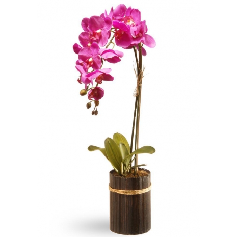 send orchid plant in philippines