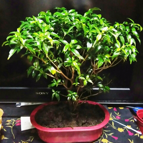 send juniper bonsai plant philippines