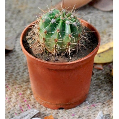 order cactus plant for her